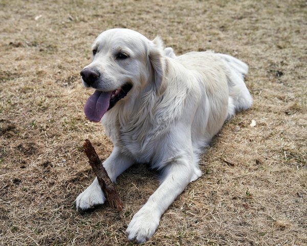 Les dernières avancées en soins dentaires pour animaux