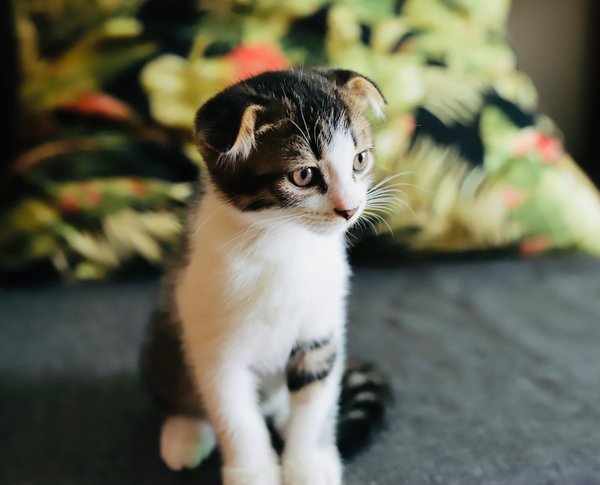 Quels sont les coûts réels d'une carrière équestre ?