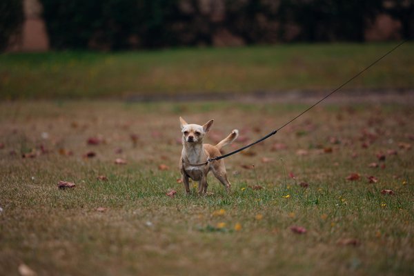Quels sont les coûts réels d'une carrière équestre ?