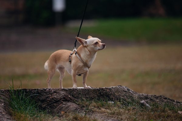 Quels sont les symptômes d'une infection des voies urinaires chez les chiens et comment y remédier ?