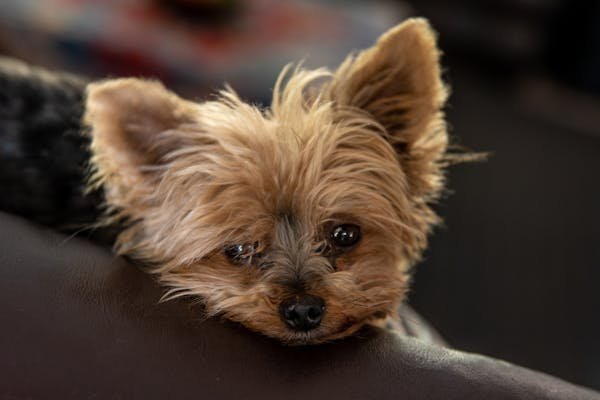 Yorkshire terrier : le petit chien au grand caractère